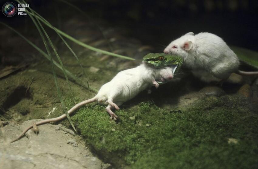 6. Мышь пытается спасти свою сородичку в зоопарке в Ханчжоу, Китай.