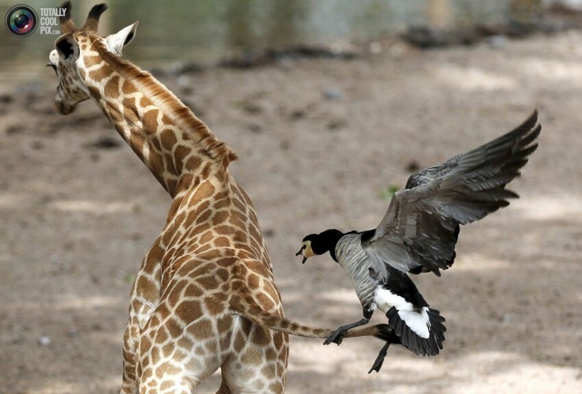 3. Гусь атакует новорожденного жирафа в частном зоопарке Pairi Daiza в Брюжлете, Бельгия.