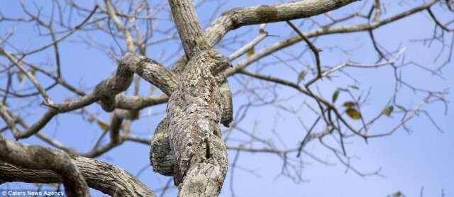 Птица (Great Potoo)