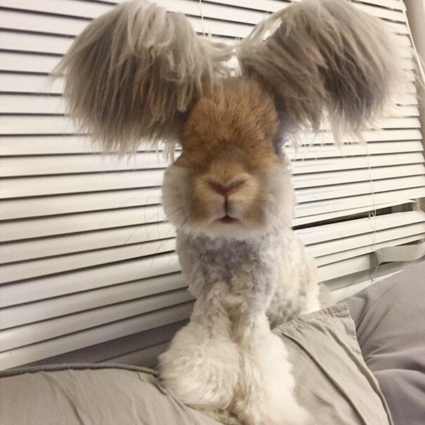 Очаровательный ангорский кролик с самыми большими ушками