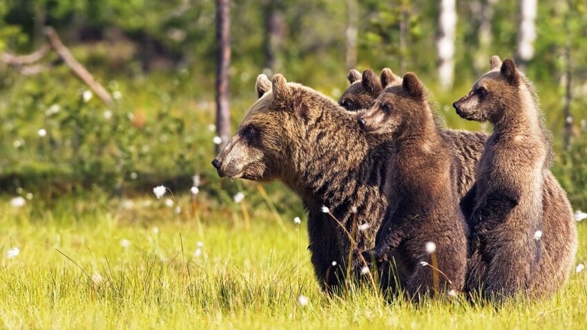 Медведица с тремя медвежатами