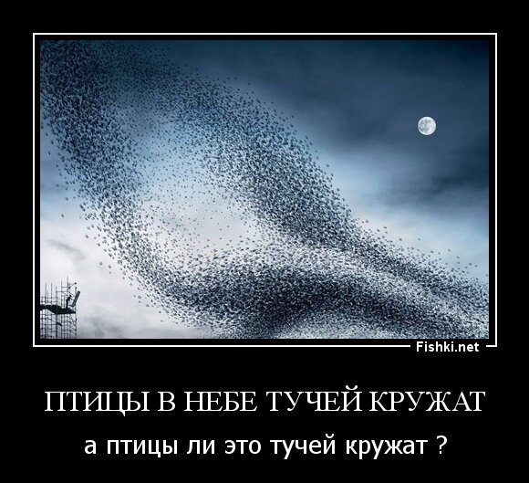 Птицы в небе тучей кружат
