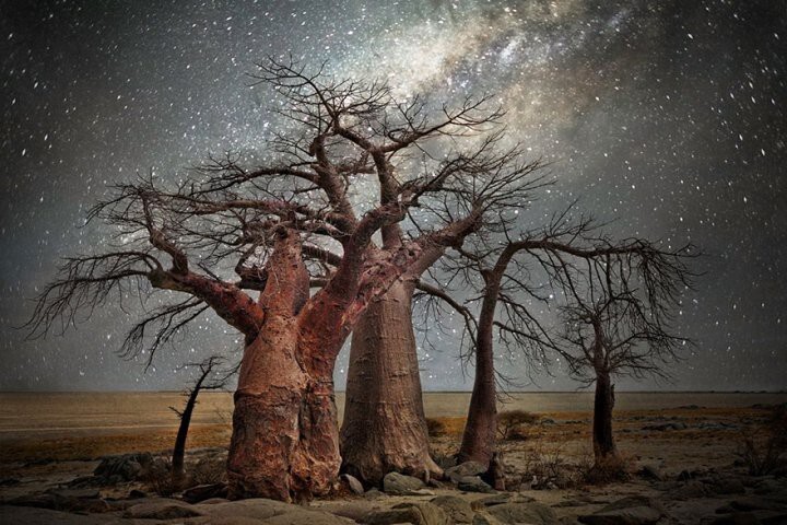 Заворожительные фотографии самых старых деревьев под звёздным небом