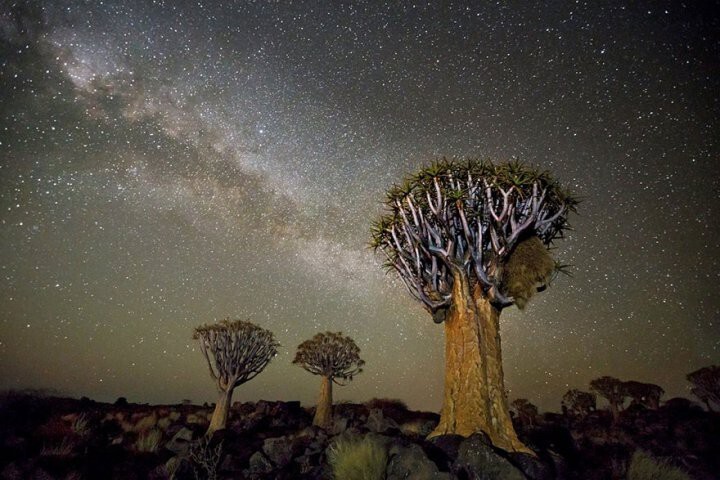 Заворожительные фотографии самых старых деревьев под звёздным небом