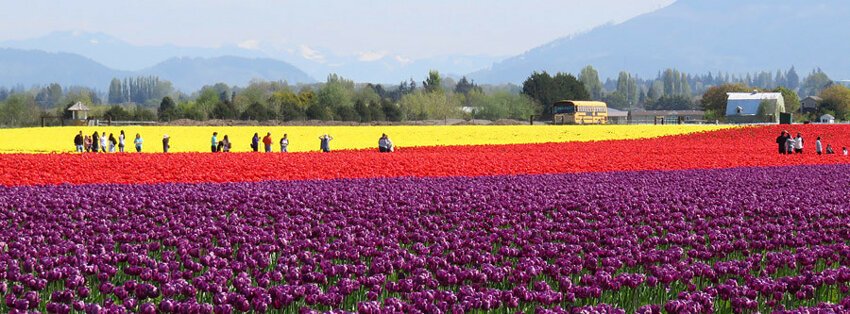 Красивая ферма тюльпанов