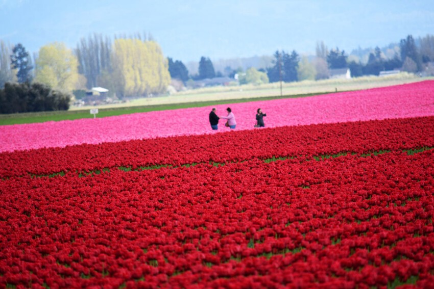 Красивая ферма тюльпанов