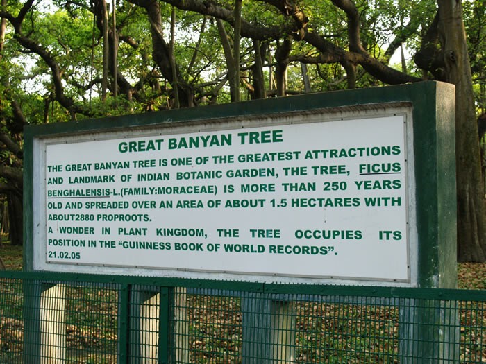 2. В Индийском ботаническом саду, недалеко от Калькутты, есть Великий баньян - дерево, чья площадь кроны превышает размер среднего гипермаркета 