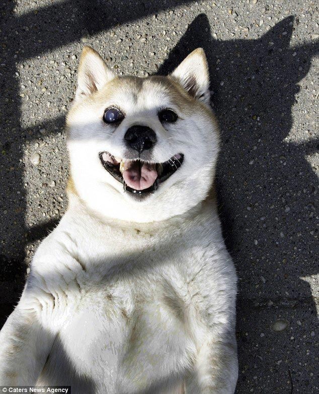 От уха до уха: Корица - самая счастливая собака в мире