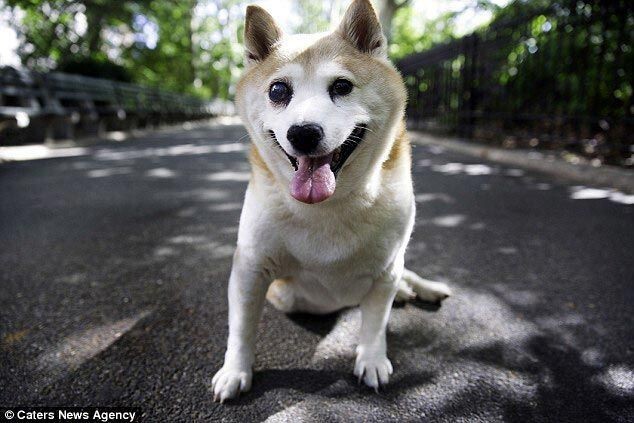 От уха до уха: Корица - самая счастливая собака в мире