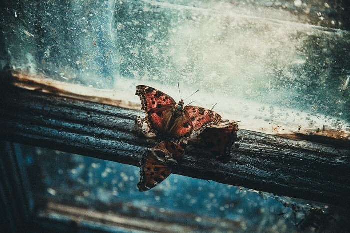 Удивительные фотографии бабочек
