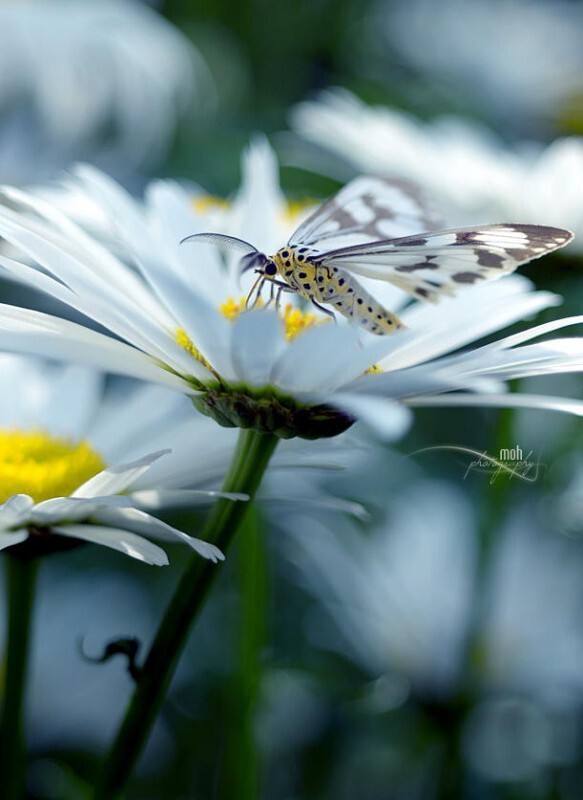 Удивительные фотографии бабочек