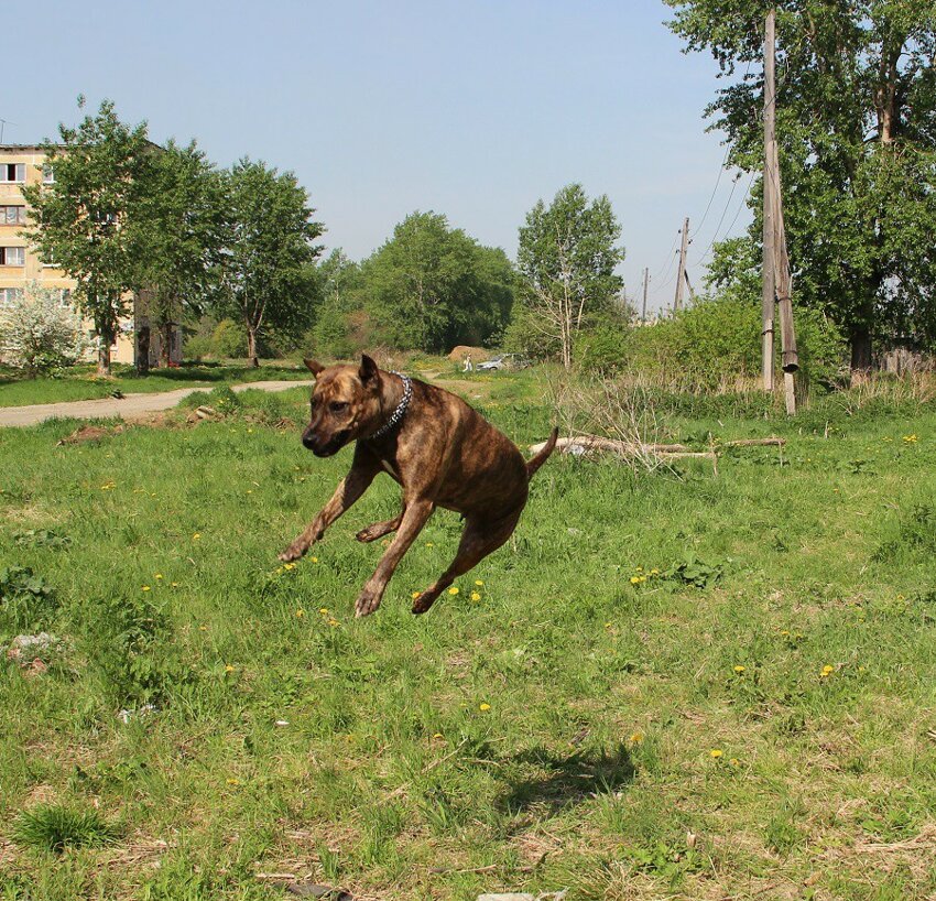 Моя летающая собака