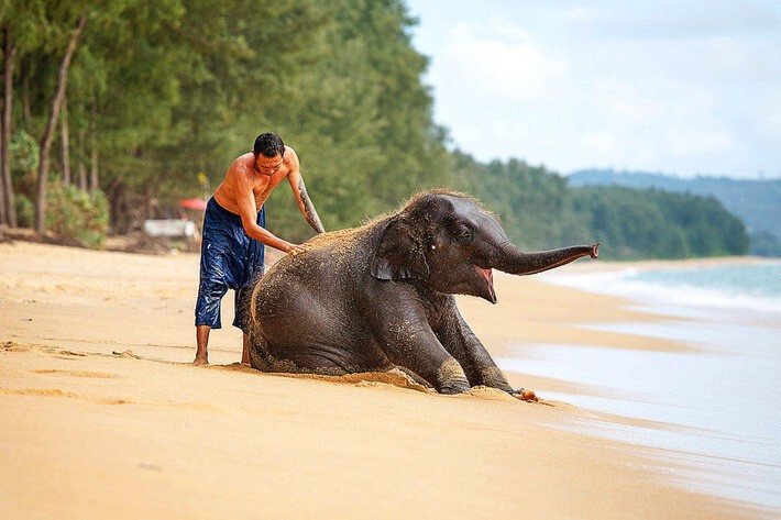 Белый слон- священное животное и символ Тайланда
