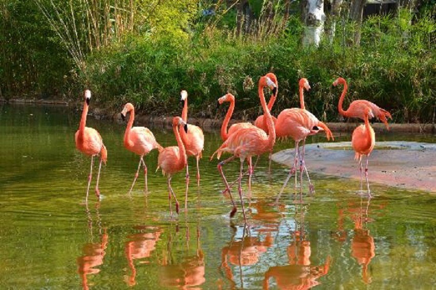 3. Группа потрясающе красивых  фламинго.