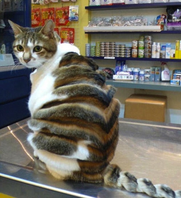 Кошачьи стрижки или когда твой хозяин - парикмахер
