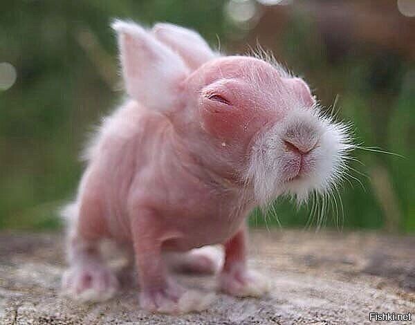 Новорожденный кролик выглядит, как престарелый кунг-фу мастер