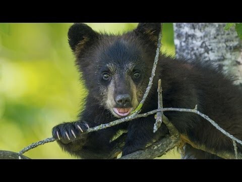 Медведица спасает медвежонка 