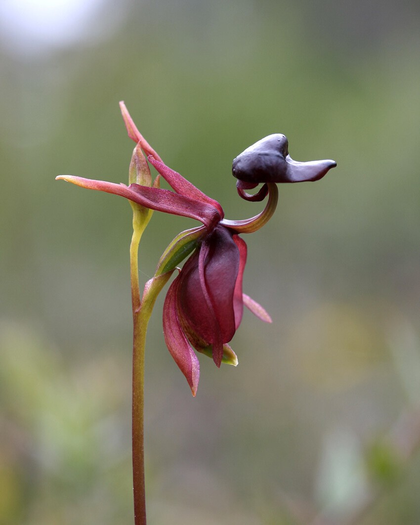 6. Орхидея Калания (Caleana major)