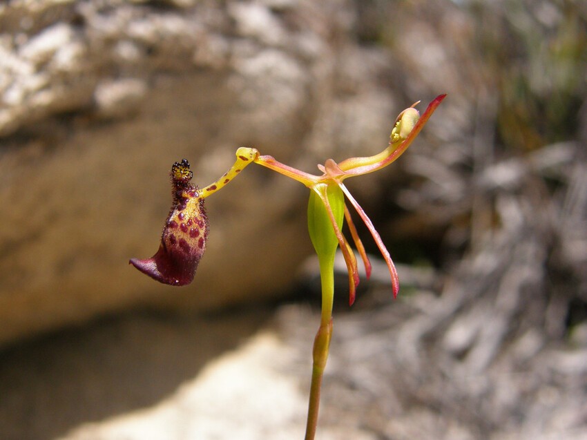 5. Сексуальная орхидея (Drakaea glyptodon)
