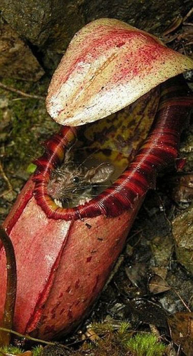 1. Непентес Аттенборо (Nepenthes Attenboroughii)