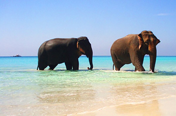 Пляжи Кералы в Индии – лучшие пляжи Индии