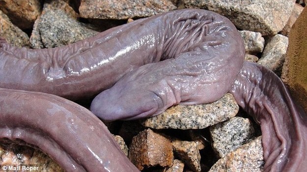 1. Эта кожистая змея (или огромный пенис?)
