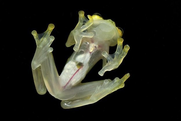 3. Эта прозрачная лягушка, чьи органы можно видеть сквозь кожу