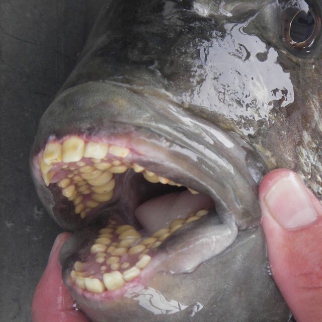 10. Эта рыба с человеческими зубами