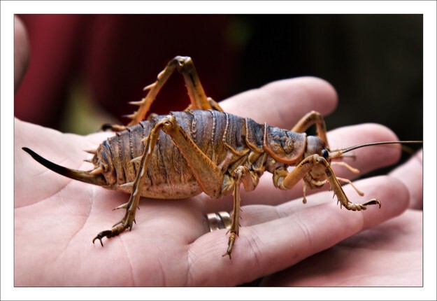8. Этот новозеландский кузнечик с огромным брюхом - одно из самых больших насекомых в мире