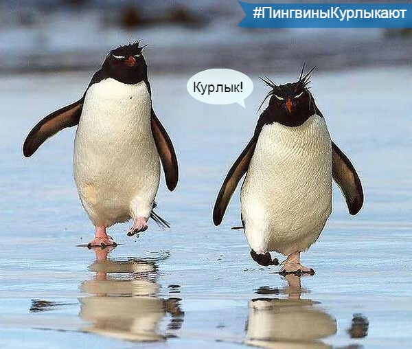 #ПингвиныКурлыкают 