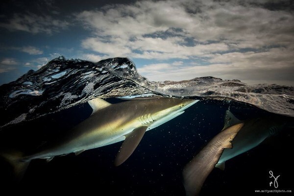 Шелковые акулы, Куба. (Фото: Matthew Smith).