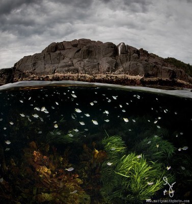 "Аквариум". Снимок сделан в Bushrangers Bay, в Новом Южном Уэльсе в Австралии. (Фото: Matthew Smith).