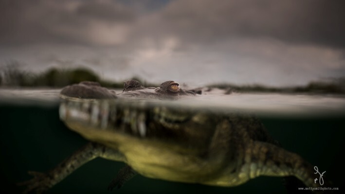 Острорылый крокодил, Куба. (Фото: Matthew Smith).