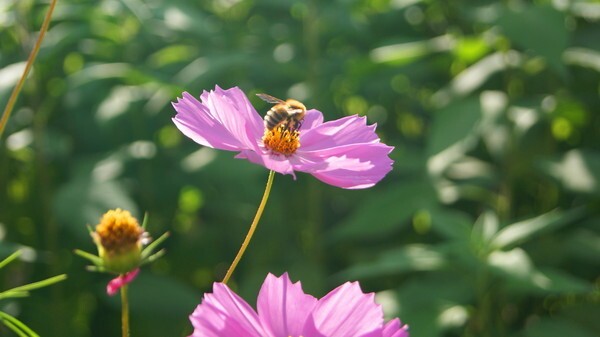 Дикие пчелы собирают нектар с горно-полевых цветов.