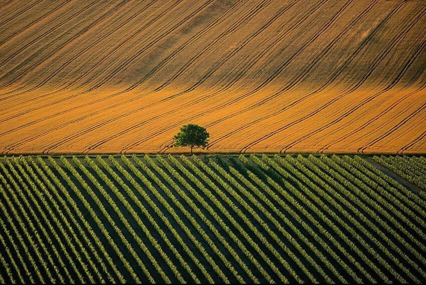 Сельскохозяйственный ландшафт возле города Коньяк, Франция