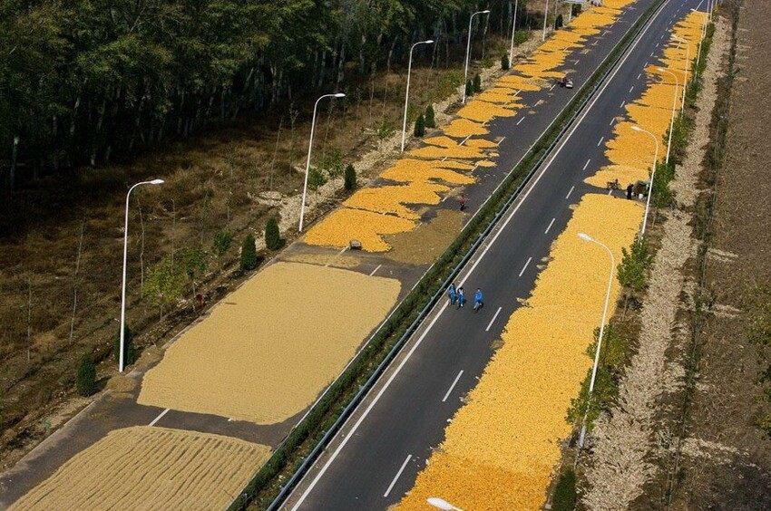 Китайцы сушат на трассе в окрестностях Пекина кукурузу