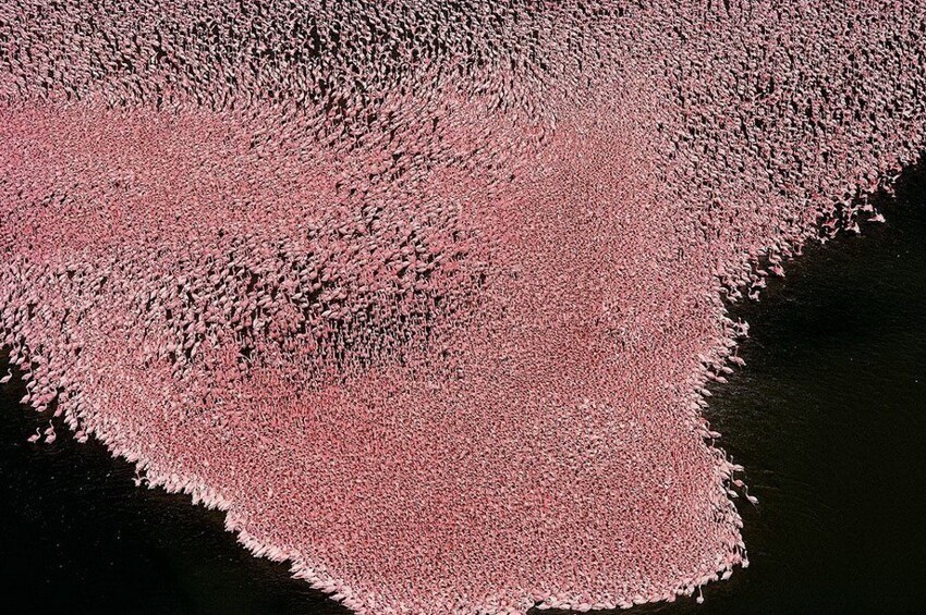 Фламинго на озере Nakuru в Кении