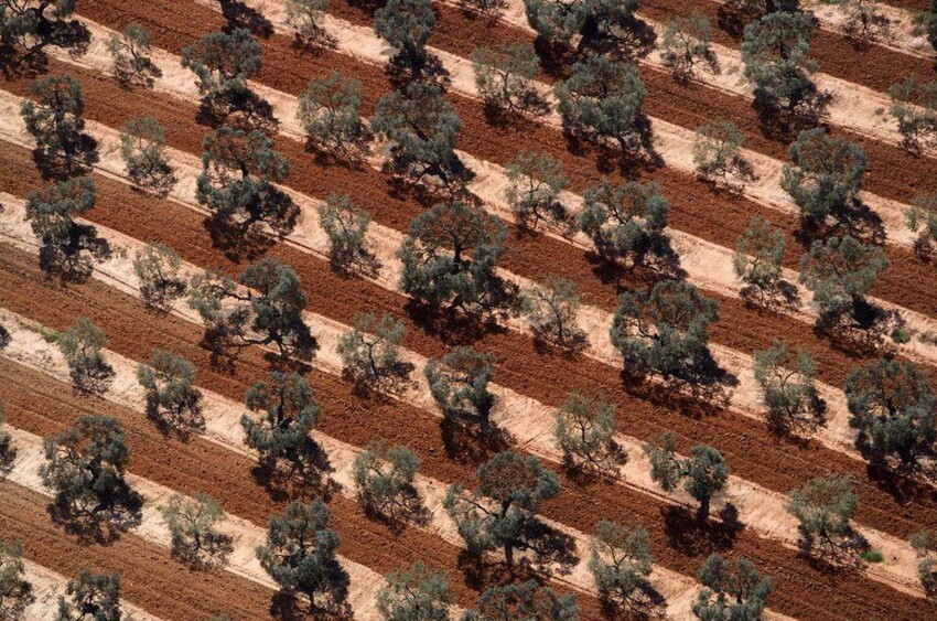 Оливковая плантация в Андалусии. Испания