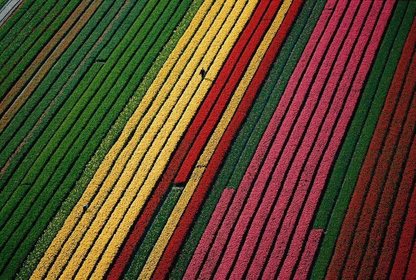Поля тюльпанов возле Лиссе, Нидерланды