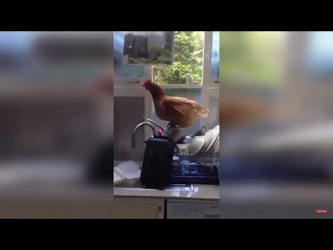 Кто пустил курицу на кухню? 