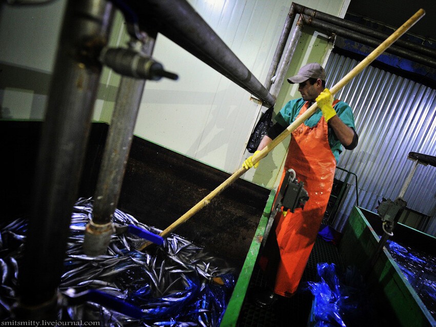2. рабочий перемешивает рыбу в цехе разморозки (дефростации) 