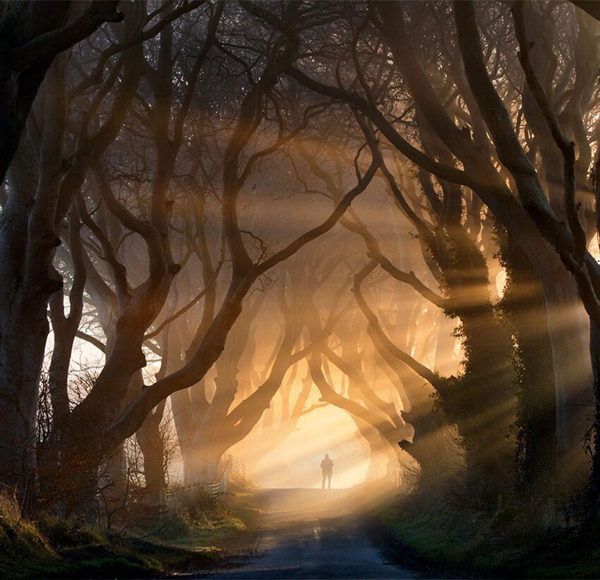 2. Туннель из деревьев в 1 эпизоде 2 сезона: буковая аллея «Темная изгородь» (Дарк Хеджес / Dark Hedges) в графстве Антрим, Северная Ирландия