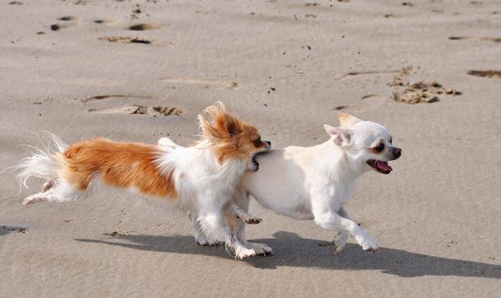 6. Чихуахуа — самые маленькие собаки в мире.