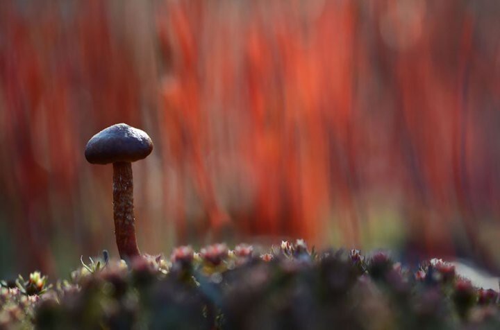Волшебный мир грибов от Вячеслава Мищенко