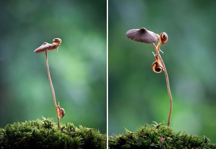 Волшебный мир грибов от Вячеслава Мищенко