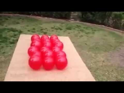 Собачка против воздушных шариков 