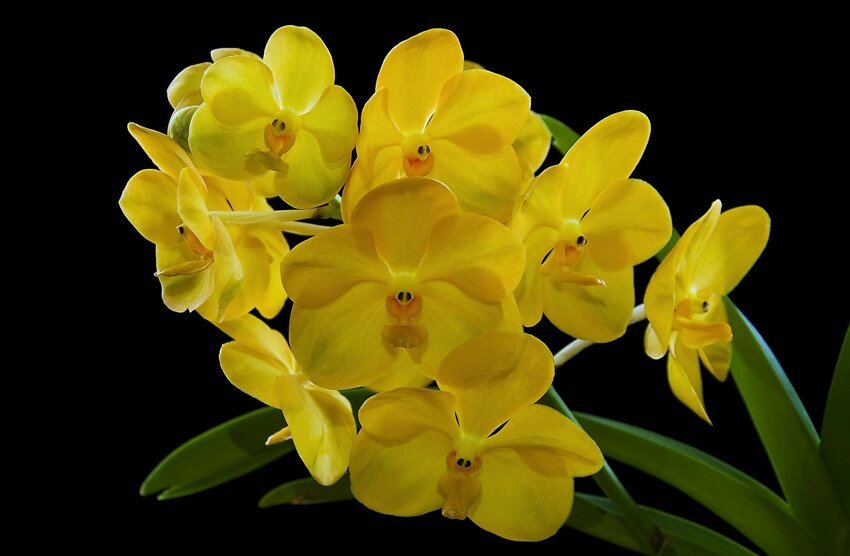 Орхидея - цветок невероятной красоты!