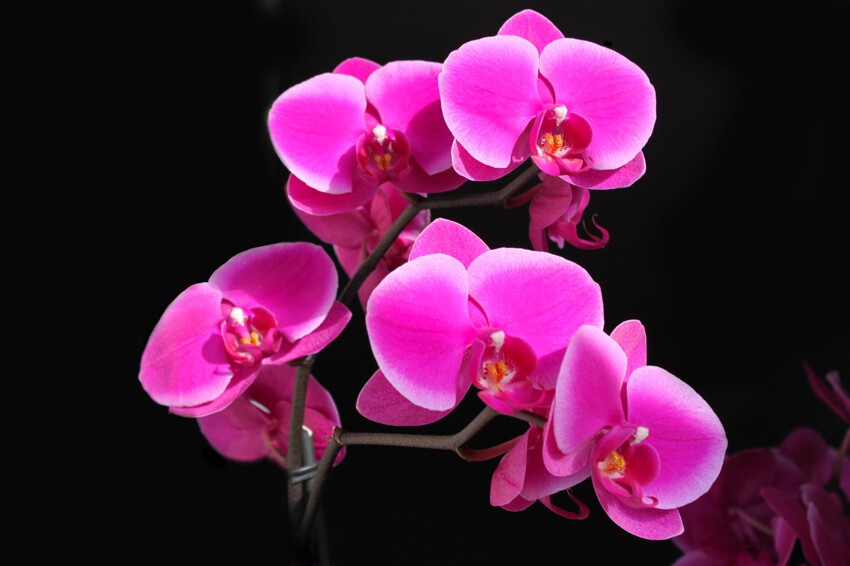 Орхидея - цветок невероятной красоты!