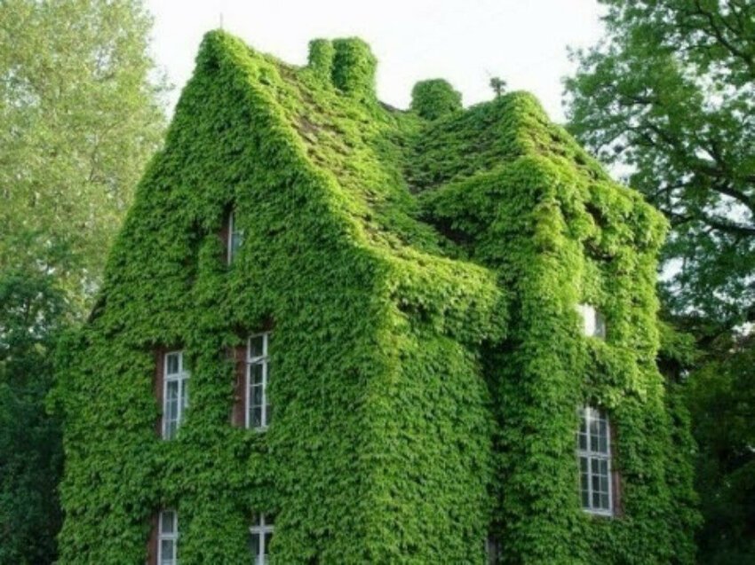 Зеленый дом.  Пригороде Парижа, Франция