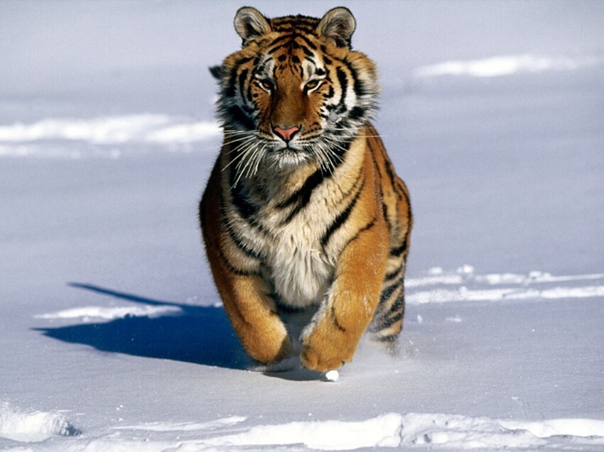 Амурский тигр — На снегу